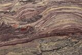 Polished Domal Stromatolite Slab - Western Australia #221457-1
